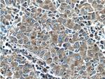 CPEB4 Antibody in Immunohistochemistry (Paraffin) (IHC (P))