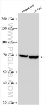 FATP5 Antibody in Western Blot (WB)