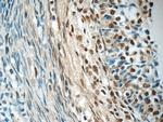 SENP1 Antibody in Immunohistochemistry (Paraffin) (IHC (P))