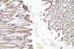 MRP3/ABCC3 Antibody in Immunohistochemistry (Paraffin) (IHC (P))