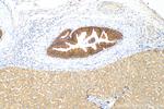 MRP3/ABCC3 Antibody in Immunohistochemistry (Paraffin) (IHC (P))