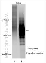 MRP3/ABCC3 Antibody in Western Blot (WB)