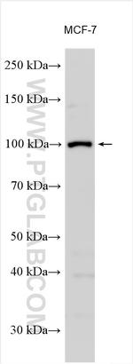 ZFYVE28 Antibody in Western Blot (WB)