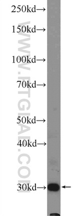 C3orf43 Antibody in Western Blot (WB)