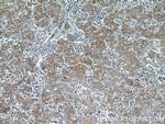 TMEM182 Antibody in Immunohistochemistry (Paraffin) (IHC (P))