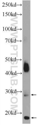 TMEM182 Antibody in Western Blot (WB)