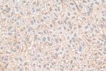 Exportin 4 Antibody in Immunohistochemistry (Paraffin) (IHC (P))