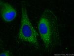TMTC4 Antibody in Immunocytochemistry (ICC/IF)
