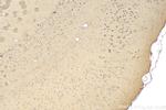 TMTC4 Antibody in Immunohistochemistry (Paraffin) (IHC (P))