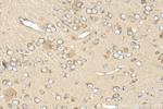 TMTC4 Antibody in Immunohistochemistry (Paraffin) (IHC (P))