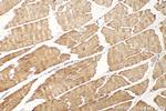 TRNT1 Antibody in Immunohistochemistry (Paraffin) (IHC (P))