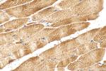 TRNT1 Antibody in Immunohistochemistry (Paraffin) (IHC (P))
