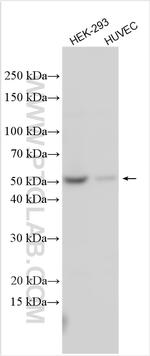 DDI2 Antibody in Western Blot (WB)