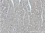 GFRA3 Antibody in Immunohistochemistry (Paraffin) (IHC (P))