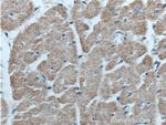 GFRA3 Antibody in Immunohistochemistry (Paraffin) (IHC (P))