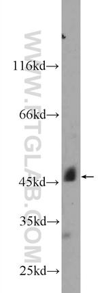 GFRA3 Antibody in Western Blot (WB)
