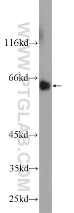 MTF1 Antibody in Western Blot (WB)