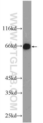 MTF1 Antibody in Western Blot (WB)