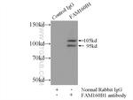 FAM160B1 Antibody in Immunoprecipitation (IP)