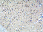 CHERP Antibody in Immunohistochemistry (Paraffin) (IHC (P))