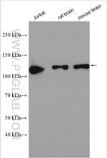 CHERP Antibody in Western Blot (WB)