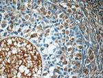 FAM20C Antibody in Immunohistochemistry (Paraffin) (IHC (P))