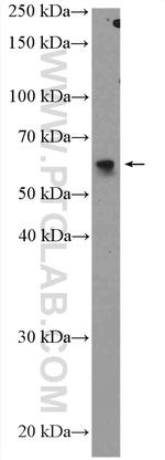 FAM20C Antibody in Western Blot (WB)