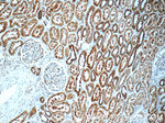 FAM20C Antibody in Immunohistochemistry (Paraffin) (IHC (P))