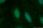 FOXN3 Antibody in Immunocytochemistry (ICC/IF)
