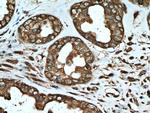 G6PD Antibody in Immunohistochemistry (Paraffin) (IHC (P))