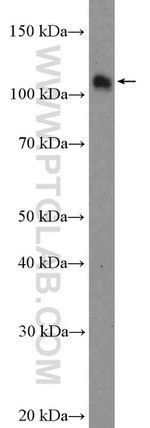 SRPK2 Antibody in Western Blot (WB)