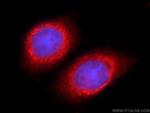 TSC22D2 Antibody in Immunocytochemistry (ICC/IF)