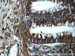 TSC22D2 Antibody in Immunohistochemistry (Paraffin) (IHC (P))