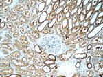 TSC22D2 Antibody in Immunohistochemistry (Paraffin) (IHC (P))