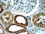 TSC22D2 Antibody in Immunohistochemistry (Paraffin) (IHC (P))