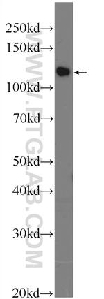 TSC22D2 Antibody in Western Blot (WB)