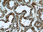 TTC32 Antibody in Immunohistochemistry (Paraffin) (IHC (P))