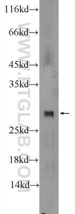 TTC32 Antibody in Western Blot (WB)