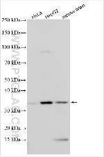 PLEKHF2 Antibody in Western Blot (WB)