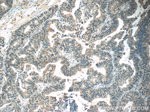 OTUD6B Antibody in Immunohistochemistry (Paraffin) (IHC (P))