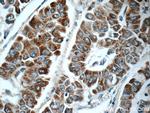 C1orf56 Antibody in Immunohistochemistry (Paraffin) (IHC (P))