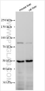 KREMEN1 Antibody in Western Blot (WB)