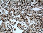 PLAC8L1 Antibody in Immunohistochemistry (Paraffin) (IHC (P))