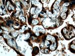 PLAC8L1 Antibody in Immunohistochemistry (Paraffin) (IHC (P))