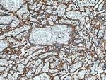 PLAC8L1 Antibody in Immunohistochemistry (Paraffin) (IHC (P))