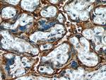 PLAC8L1 Antibody in Immunohistochemistry (Paraffin) (IHC (P))