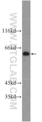 SCML4 Antibody in Western Blot (WB)
