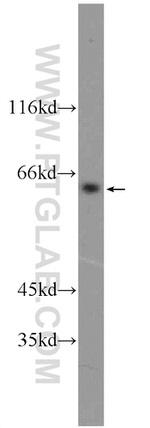 SCML4 Antibody in Western Blot (WB)