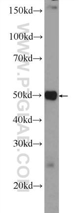 SCML4 Antibody in Western Blot (WB)