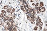 DNAJC9 Antibody in Immunohistochemistry (Paraffin) (IHC (P))
